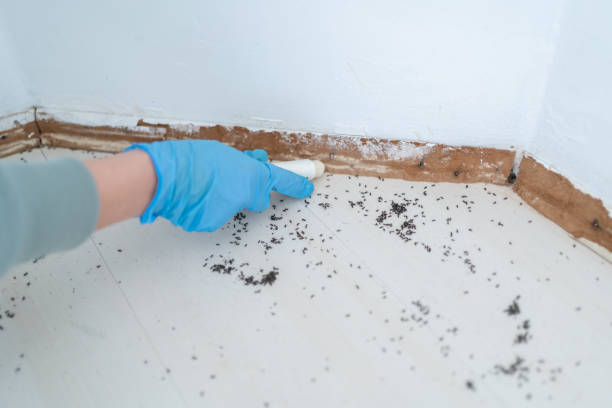 Best Wasp Removal Services  in Palm Valley, TX
